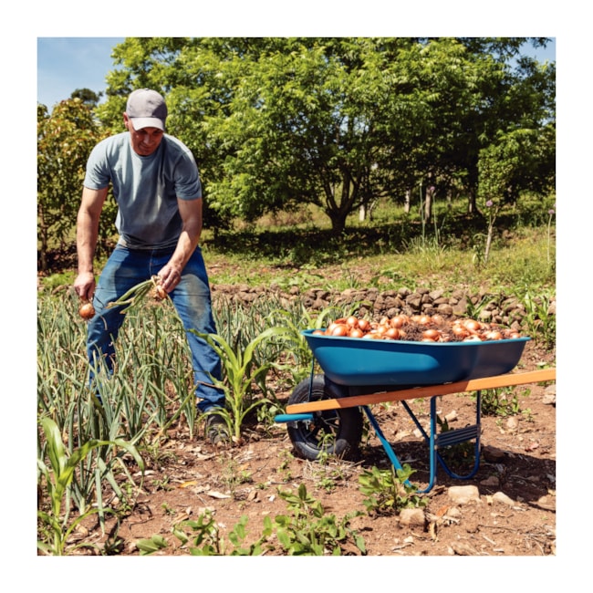 Carrinho de Mão com Caçamba Rasa Plástica 50L Braço de Madeira e Pneu com Câmara 77703422 TRAMONTINA-1ee4b735-14ba-4de8-8ce9-ecb903e514e0