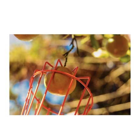 Colhedor de Frutas Médio Aço sem Cabo 77819151 TRAMONTINA-e5c2e905-eaf4-4f8b-8e12-339c1839329a