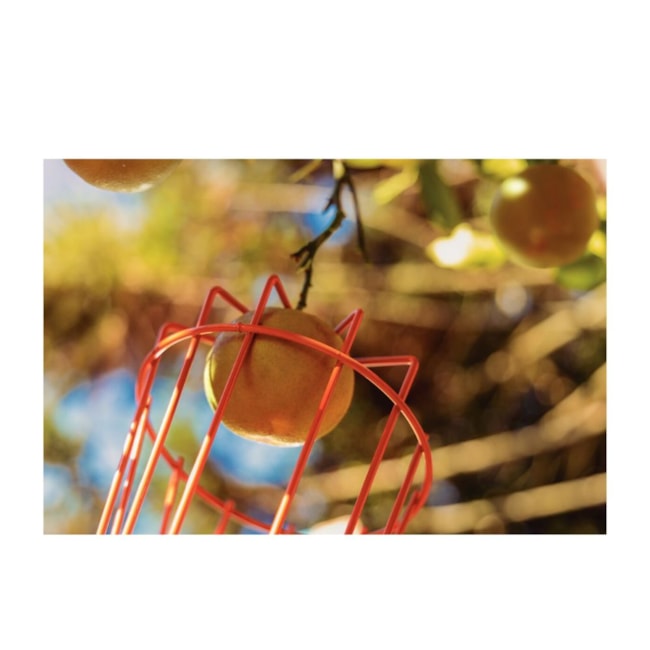 Colhedor de Frutas Médio Aço sem Cabo 77819151 TRAMONTINA-997f1a54-a51c-415c-8e1d-c4e92fc75db0