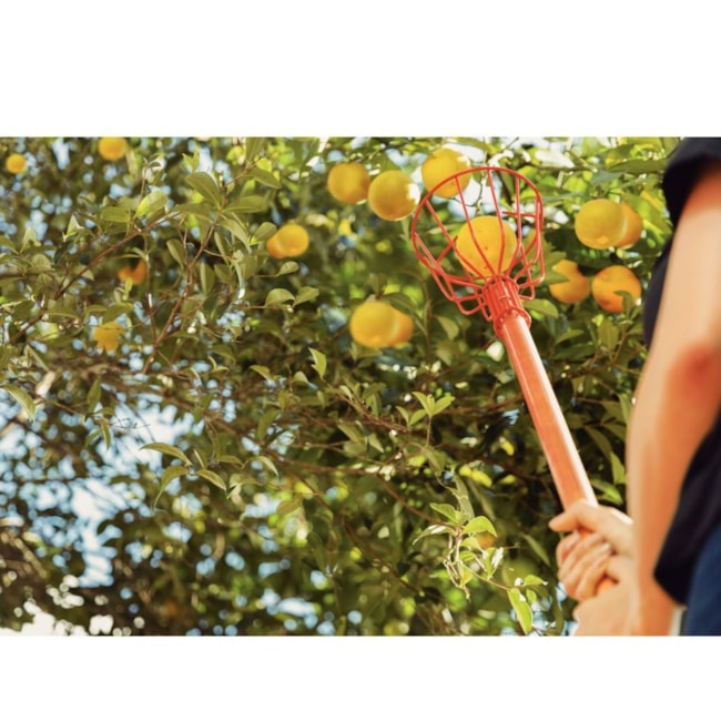 Colhedor de Frutas Médio Aço sem Cabo 77819151 TRAMONTINA-2e3c7440-cfc5-477d-a604-5f22538872ec