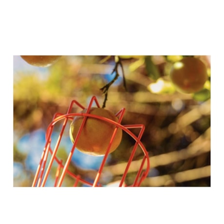 Colhedor de Frutas Pequeno Aço sem Cabo 77819121 TRAMONTINA-d1c1c7a3-5025-4e52-b292-12934eb9d09a