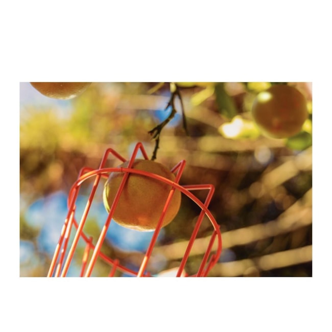 Colhedor de Frutas Pequeno Aço sem Cabo 77819121 TRAMONTINA-524501e1-c539-448f-839e-806483b9b1aa