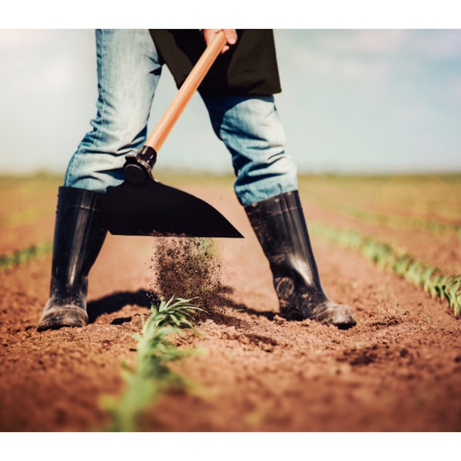 Enxada Canavieira Goivada 2.5LB com Cabo de Madeira 145cm 77215754 TRAMONTINA-bfbf7e88-ed75-444d-9efc-08b101d37596