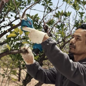 Tesoura de Poda 25mm 12V com 2 Baterias 2.0Ah Carregador Bivolt e Maleta PRO PRUNER BOSCH