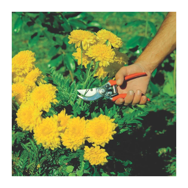 Tesoura de Poda Profissional 78304511 TRAMONTINA-4b738d75-e6b0-4dcf-a903-1d8e295edbf2