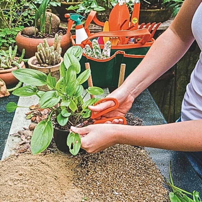 Tesoura para Frutas com Lâminas em Aço Inox 78311051 TRAMONTINA-db07d721-6951-4289-b104-49592bb550a5